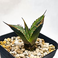 アガベ チタノタ 