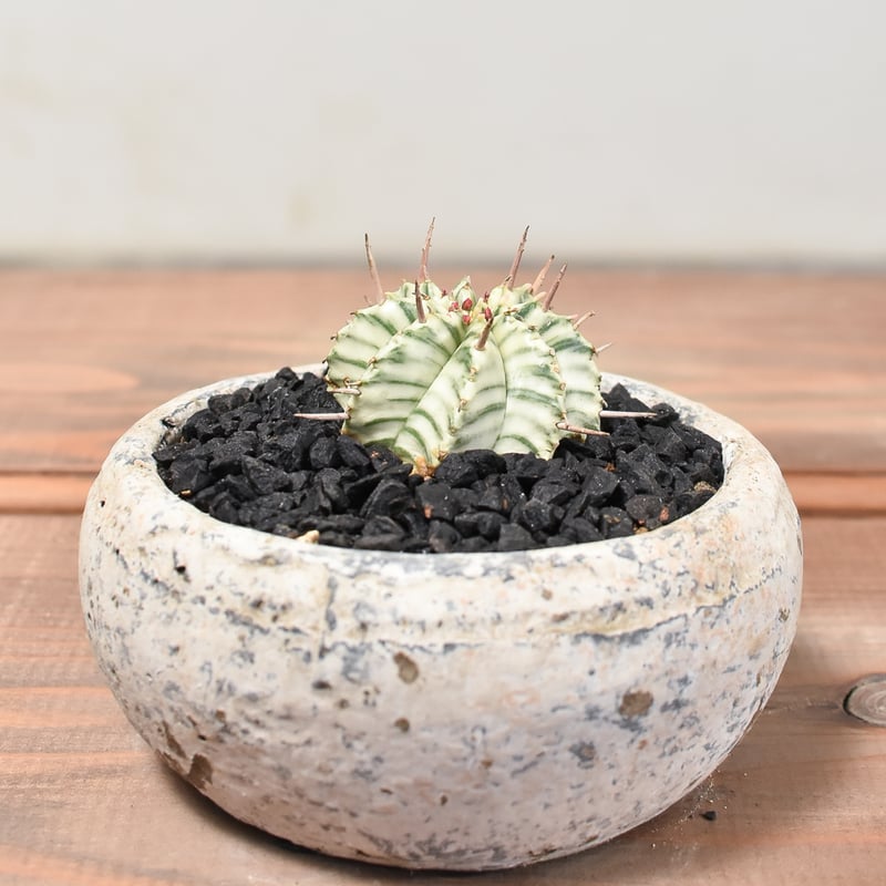 ユーフォルビア メロフォルミス錦 【発根済み】HK2400054(T) | RAFLUM /