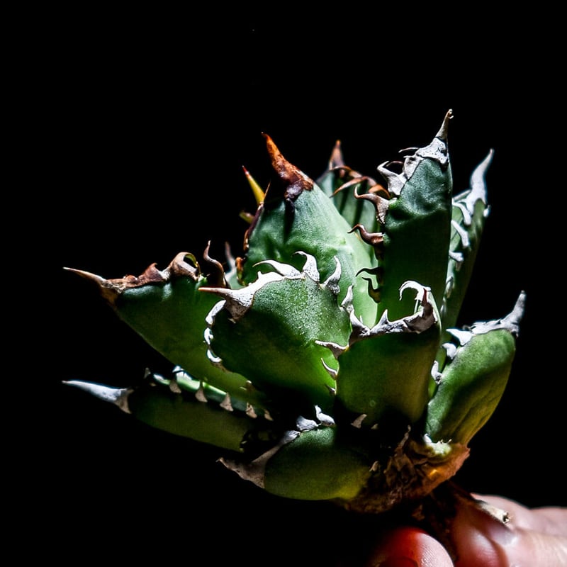 アガベ チタノタ 