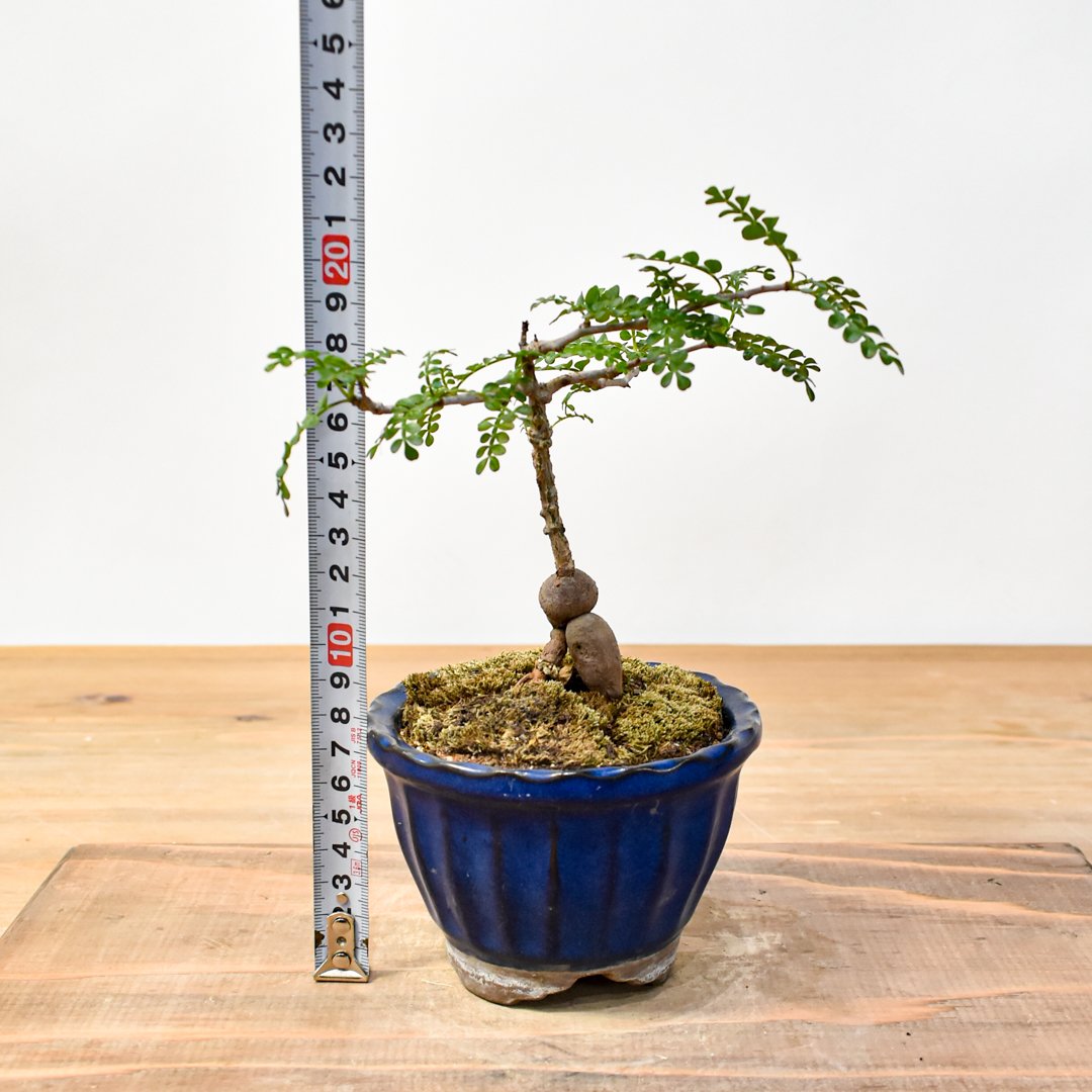 WACK” ON YOUR SIDE】オペルクリカリア パキプス WACK-B076 |