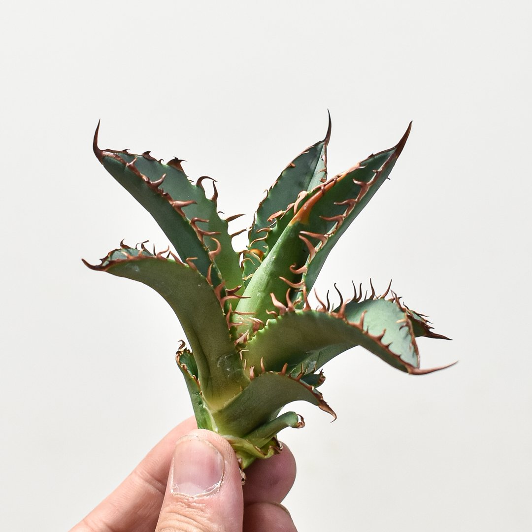 【親株】アガベチタノタ　猟豹　チーター　ドラゴンアガベ産 アガベ チタノタ チーター 