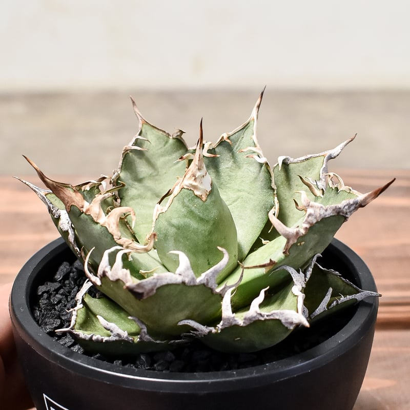 アガベ チタノタ シーザー / 凱撒 【台湾産/中株/発根済み】RF231615