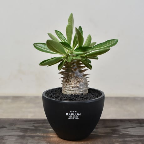 恵比寿大黒×ホロンベンセ invisibleink 恵比寿大黒×ホロンベンセ