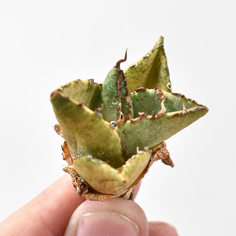 メリクロン株 | STORES