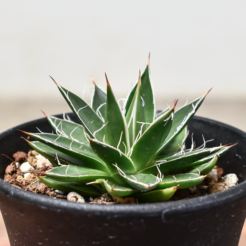 アガベ フィリフェラ 