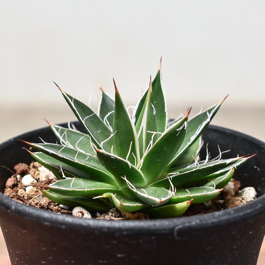 アガベ　シグマトフィラ レア‼️ 44cm アガベ シグマトフィラ 耐寒性有り - メルカリ