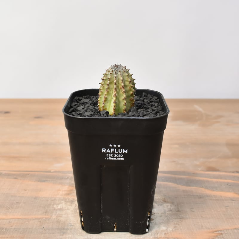 ユーフォルビア ホリダ 