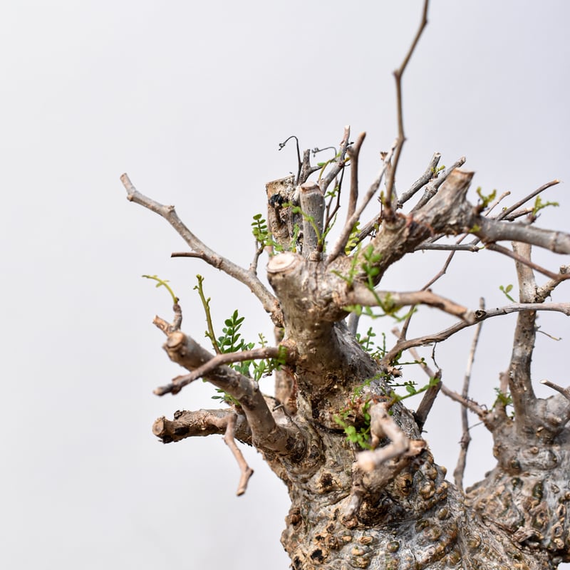 大株　スペシャル株　オペルクリカリア　パキプス 特大 パキプス 大株 発根管理中 オペルクリカリアパキプス