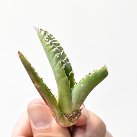 アガベ チタノタ "麻花"【台湾huplants2010産/子株販売】RF25011622