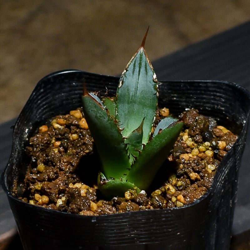 アガベ ギドラ 魏怒羅 子株 超希少株 アガベ チタノタ 剣龍 多頭三頭