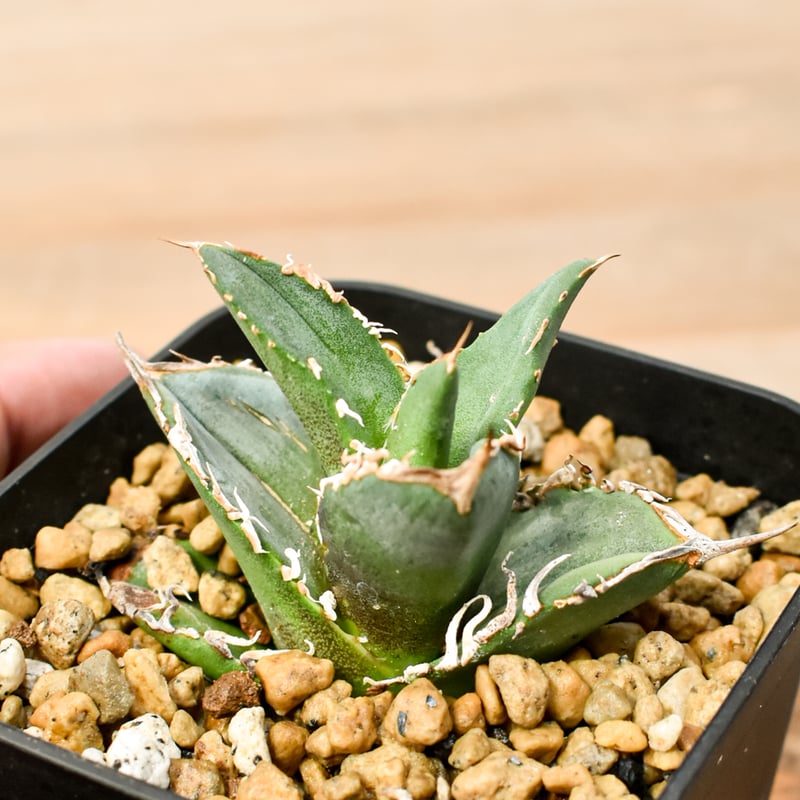 RAFLUMコレクション】アガベ チタノタ タンク 