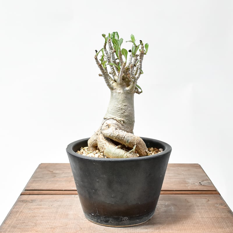 アデニウム アラビカム【発根済み】GM2400433(T) | RAFLUM / ラフラム