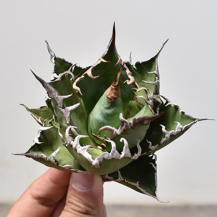 アガベ チタノタ 