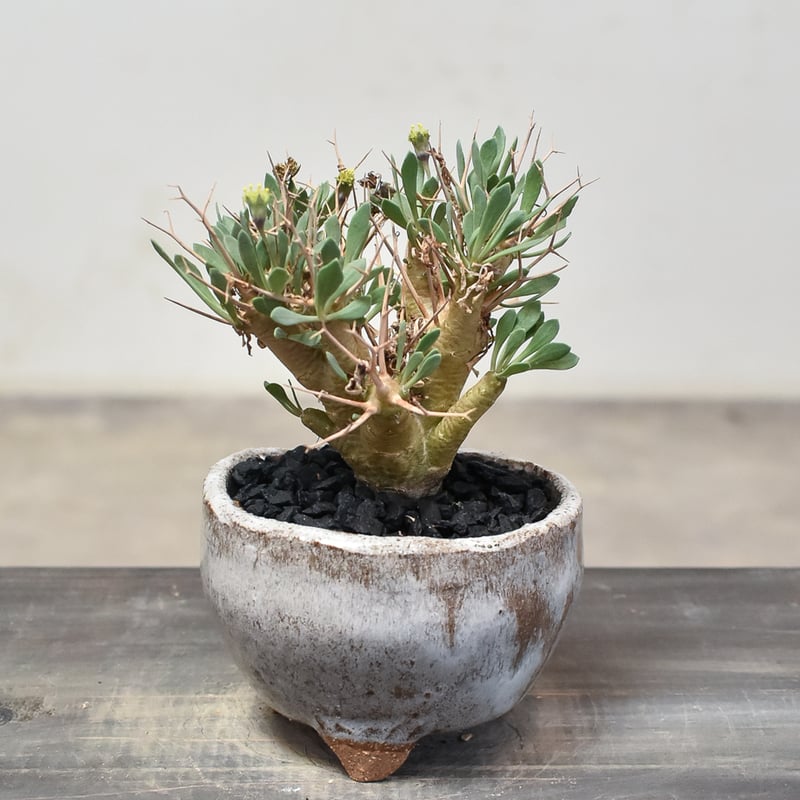 オトンナ ユーフォルビオイデス 