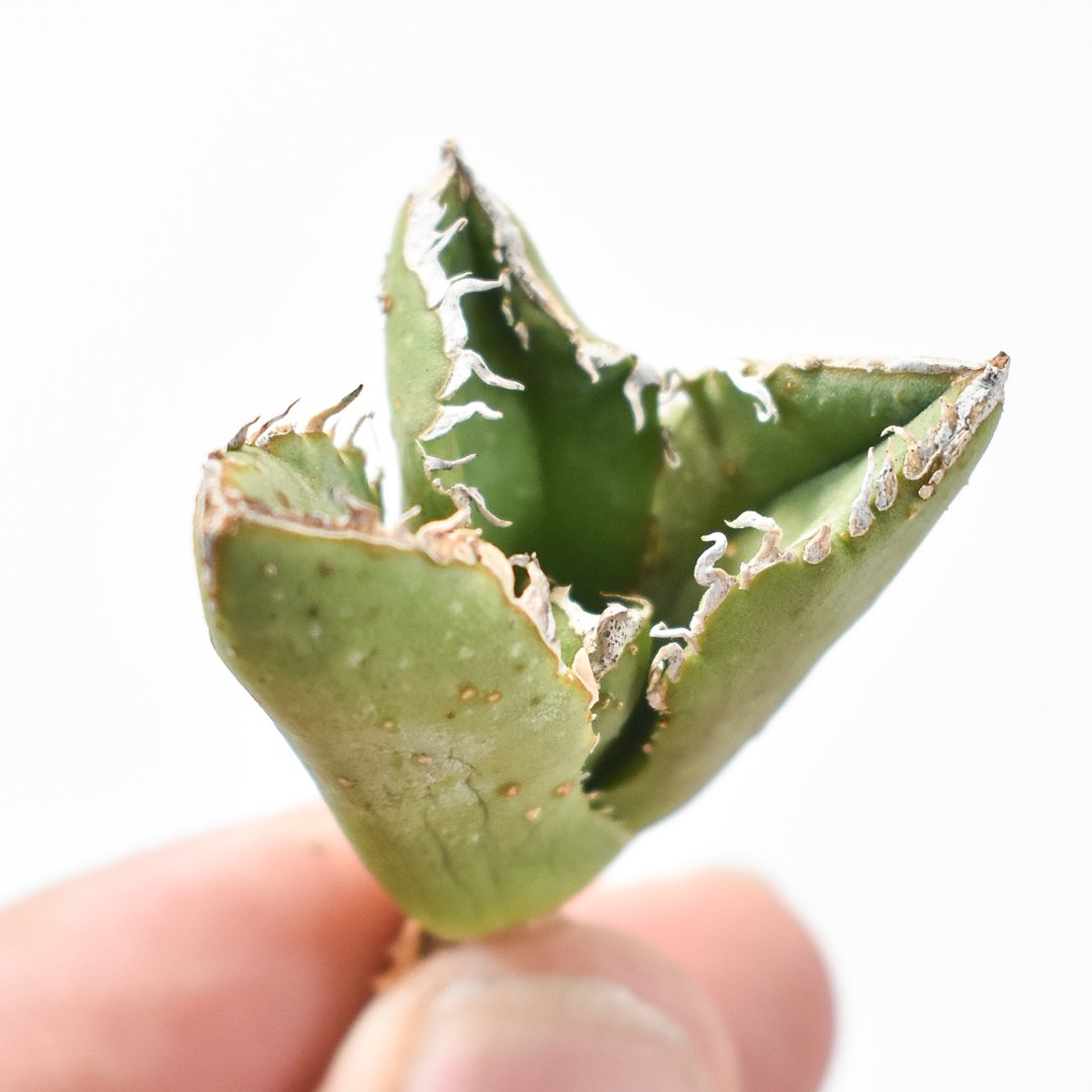 アガベ チタノタ 麻花龍 Berlin子株 発根済 スタッズ アガベ チタノタ 麻花龍 【台湾 berlin産/子株/抜き苗】C BE2402690 |