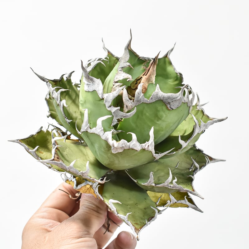 5CLAW】アガベ チタノタ シーザー / 精品凱撒 【台湾 dragon