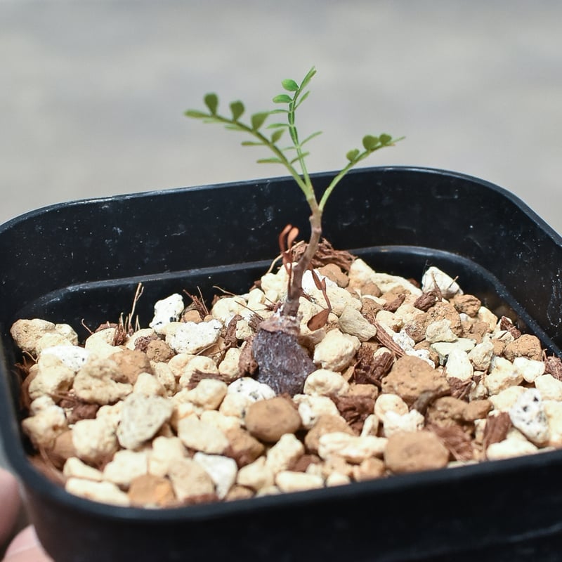 オペルクリカリア パキプス 【実生】RF231695 | RAFLUM