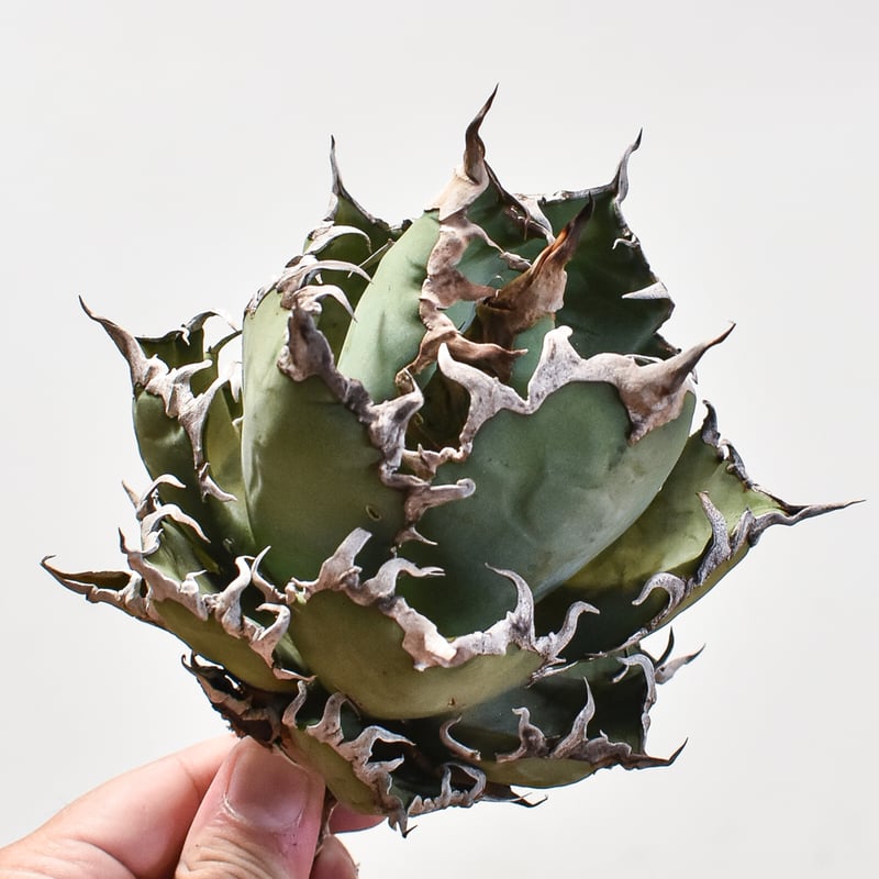 アガベ　チタノタ　オテロイ　シーザー　大株　ボールタイプ　4 Yahoo!オークション - アガベ チタノタ シーザー 大株 Agave
