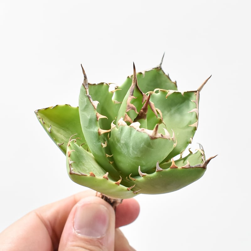 アガベ 甲妖×巖龍 isth×utahensis×titanota アガベ 甲妖×巖龍 isth×utahensis×titanota アガベ Dennis hybrid 甲妖