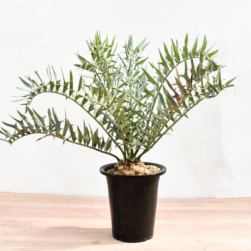 国際希少野生動植物種登録票付】エンセファラルトス ホリダス RFHK-390