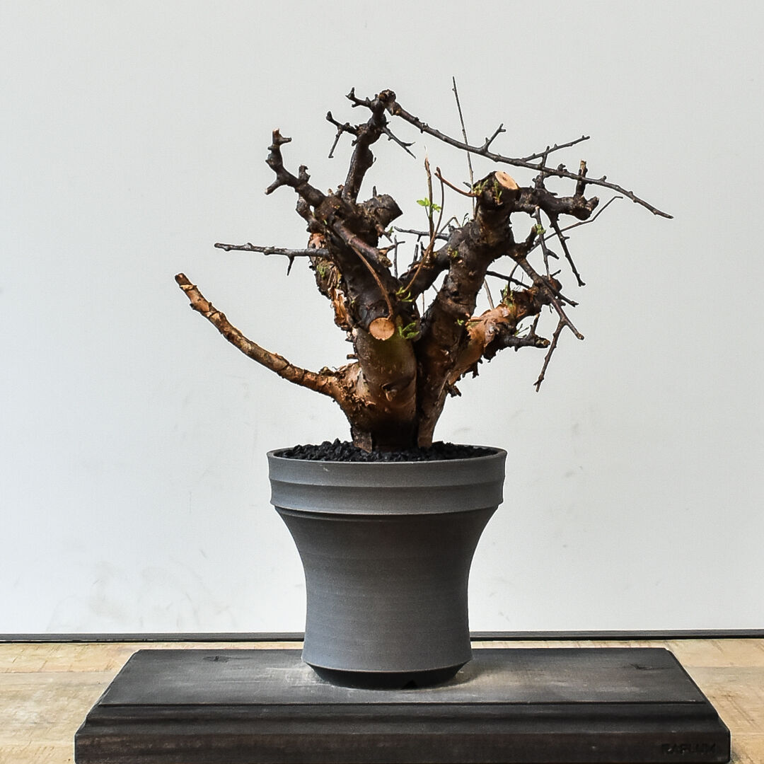 【どん兵衛】コミフォラ　ボラネンシス どん兵衛】コミフォラ ボラネンシス Commiphora boranensis