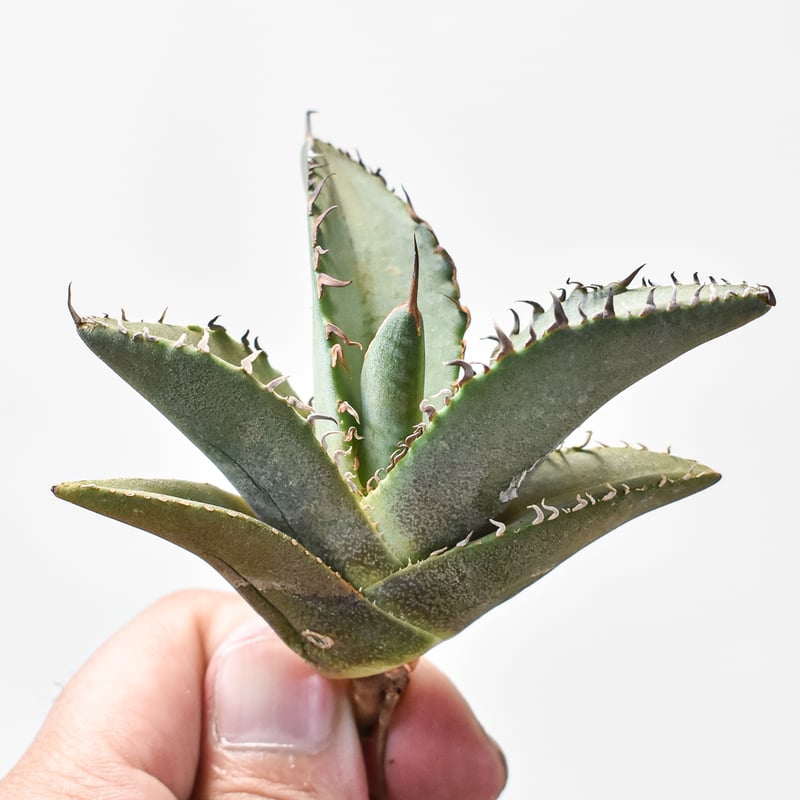 アガベ チタノタ 