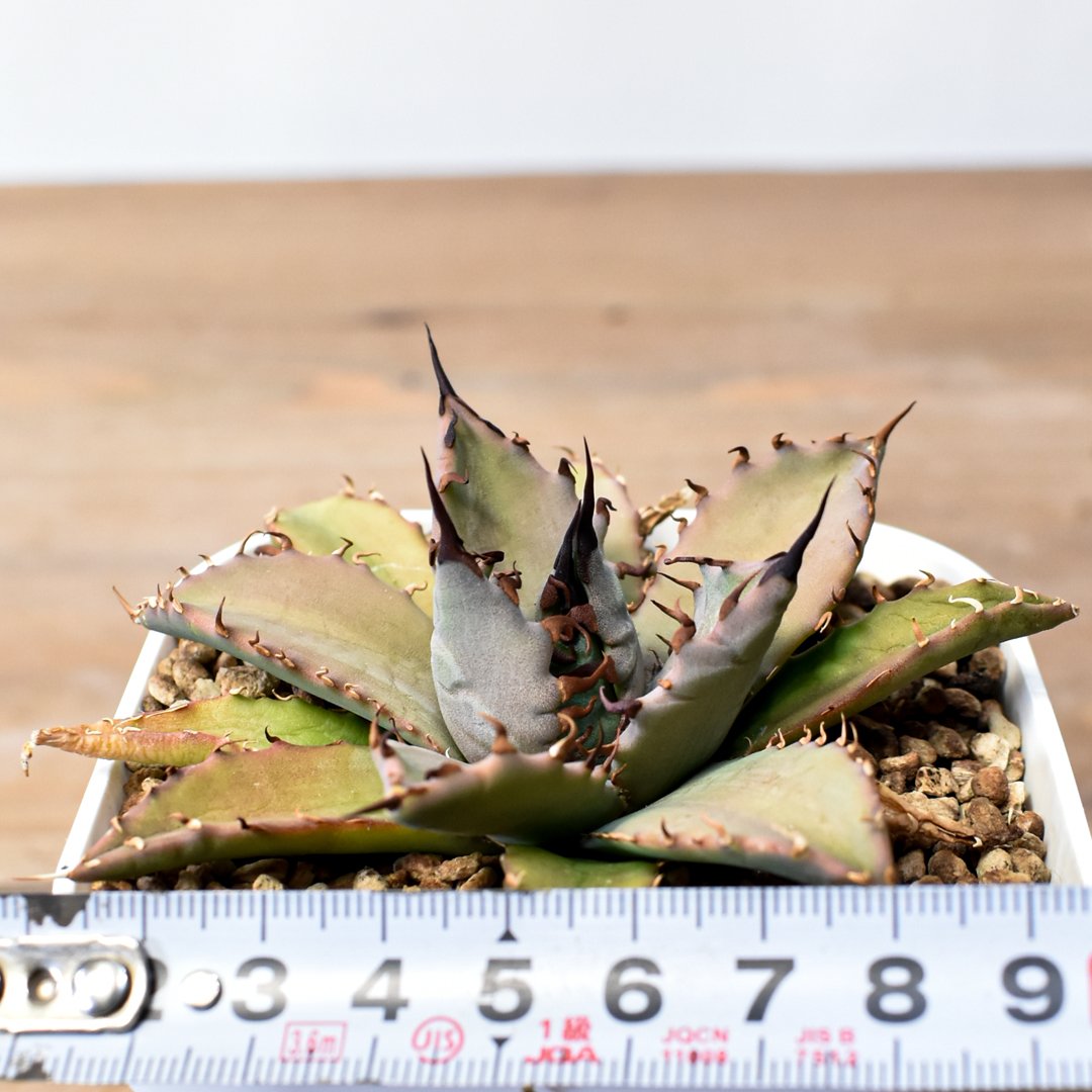 アガベ ハイブリット 