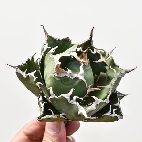 【特選】アガベ チタノタ 白鯨 "超ボール型" 【台湾 dragon agave産/中株/抜き苗】2 DG2401580
