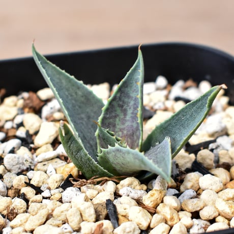 アガベ ハイブリット "邪霊" (特白肌怒雷神×血妖) 【台湾botanical_seeker産】RF25011796