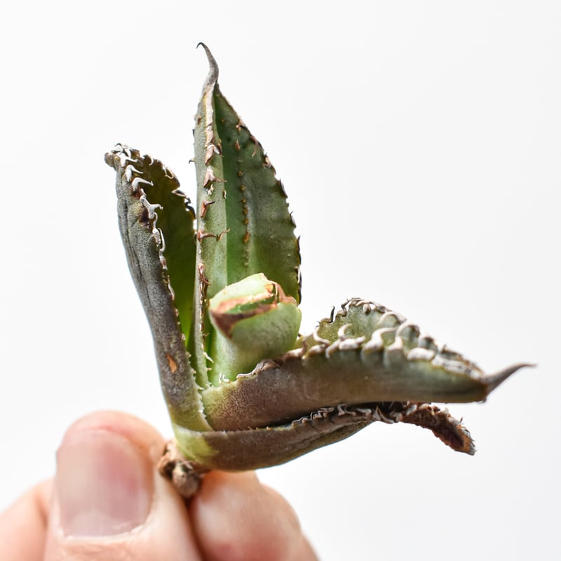 アガベチタノタステゴザウルス子株