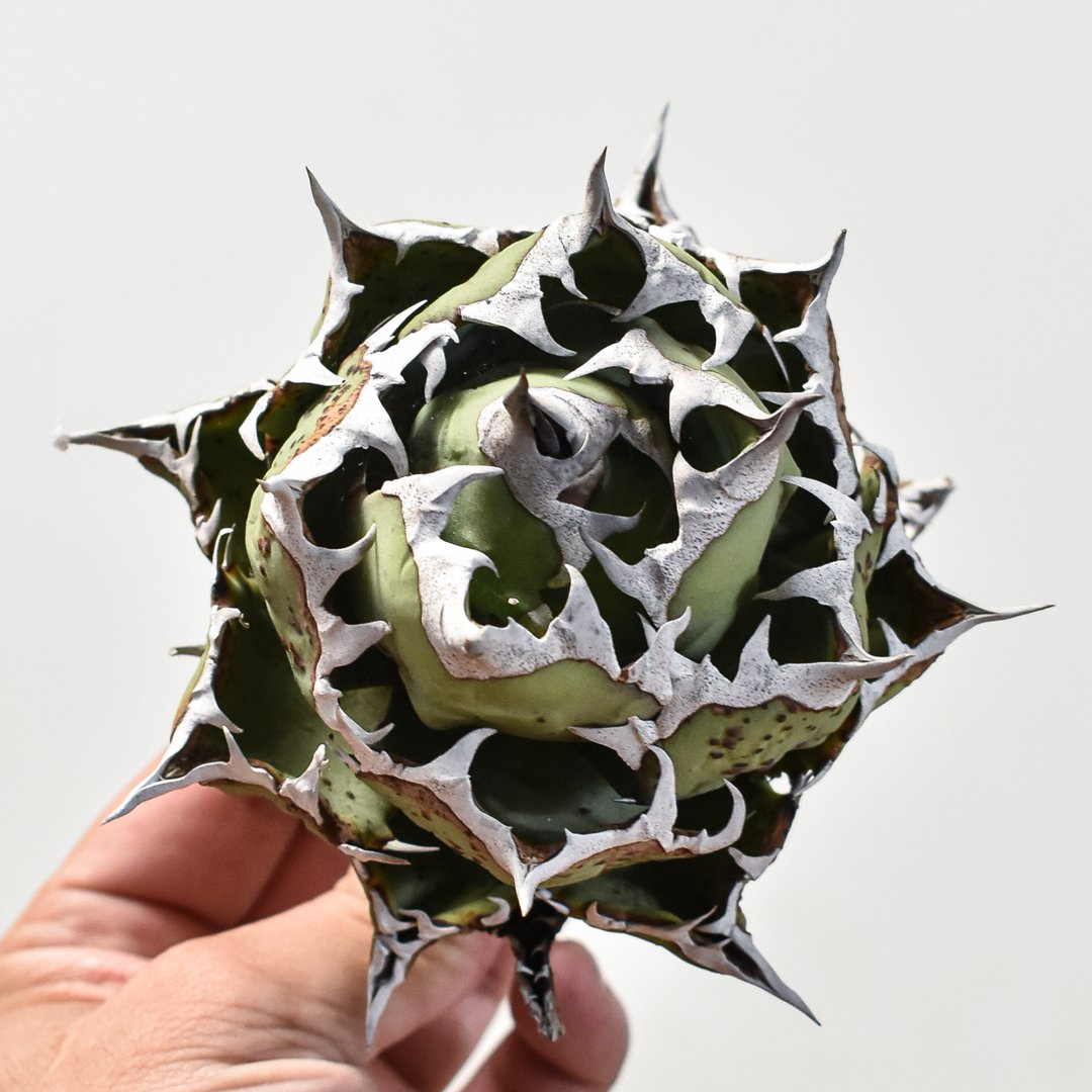 アガベ チタノタ ドワーフ / 