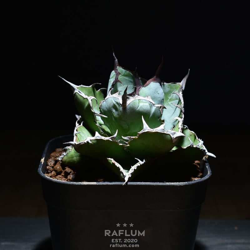 フィオナアカシック 微高レート 2025年最新】フィオナアカシック