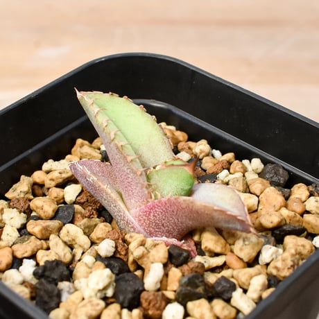 【RAFLUM育成株 5個セット】アガベ Mexico oteroi seeding / オテロイ実生 メキシコ産【RAFLUM産/実生/子株】D