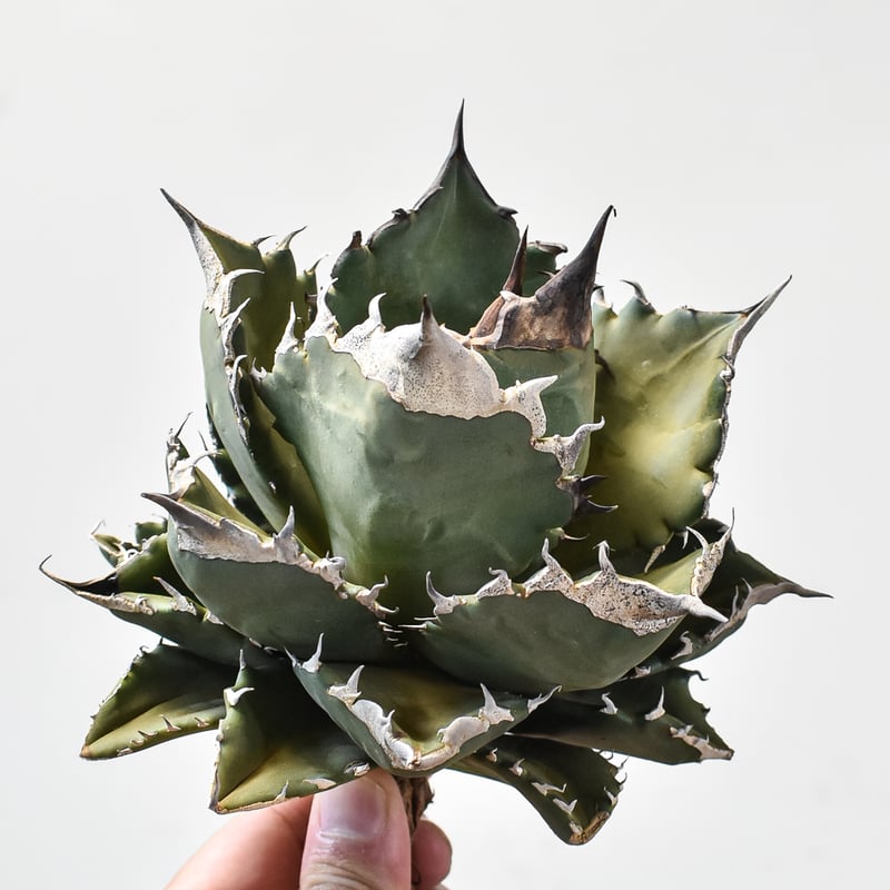 アガベ チタノタ ホワイトファイヤー / 白炎, 白火焔 