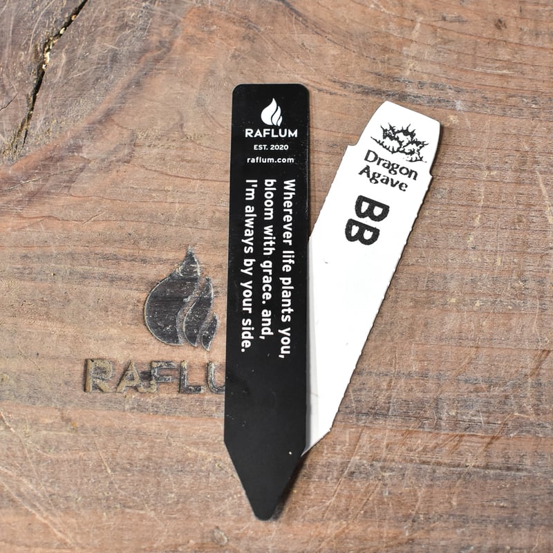 アガベ チタノタ ブラックアンドブルー / BB 藍球 【台湾 dragon agave