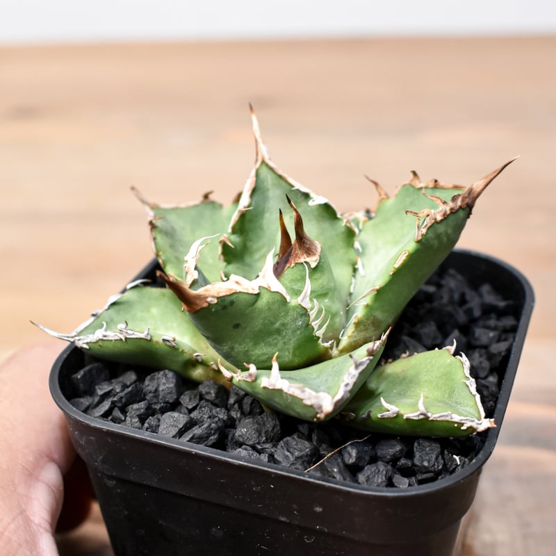 アガベ チタノタ ゼウス 