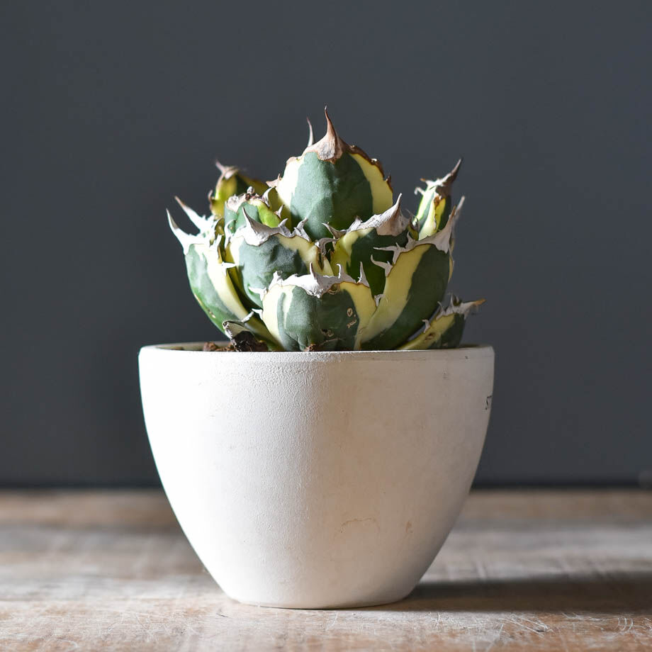 アガベ　チタノタ　スナグルトゥース　中株 アガベ チタノタ スナグルトゥース | GREEN LUCK