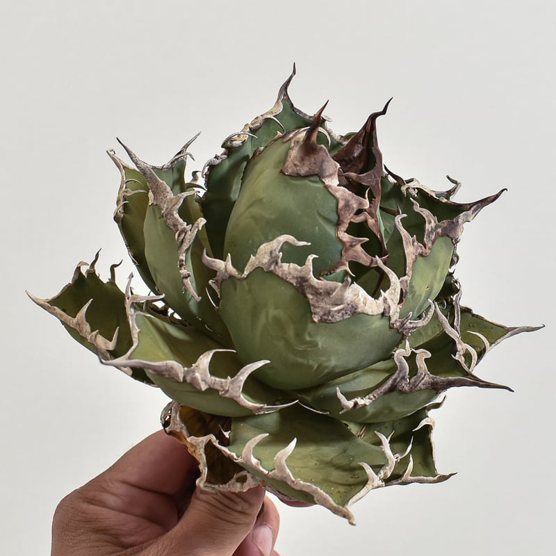 【Berlin産】アガベ　チタノタ　シーザー　大株　タグ付き りょう | シーザー 大株になって大味になっちゃった 中株くらいから