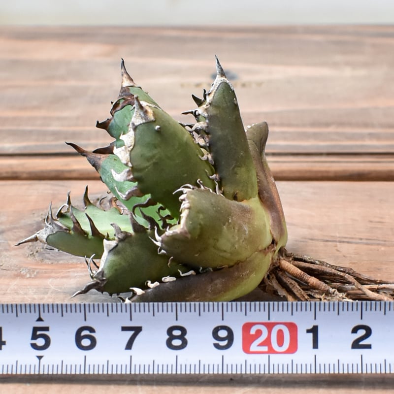 アガベ チタノタ 