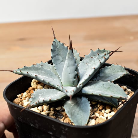 アガベ ハイブリット 日系イシスメンシス×象牙妖炎（陽炎エボリ）【台湾botanical_seeker産】RF25011401