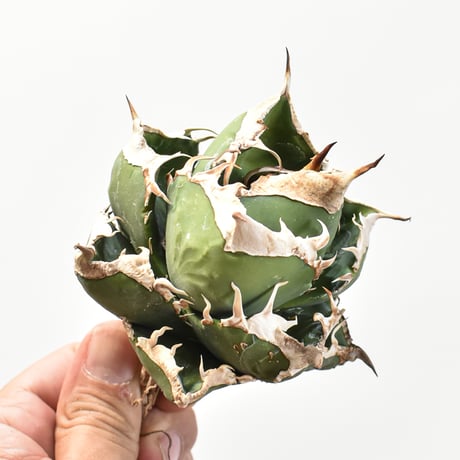 【5CLAW】アガベ チタノタ 精品南アフリカダイヤモンド  "精品SAD" 【台湾 dragon agave産/中株/抜き苗】RFDG25010976