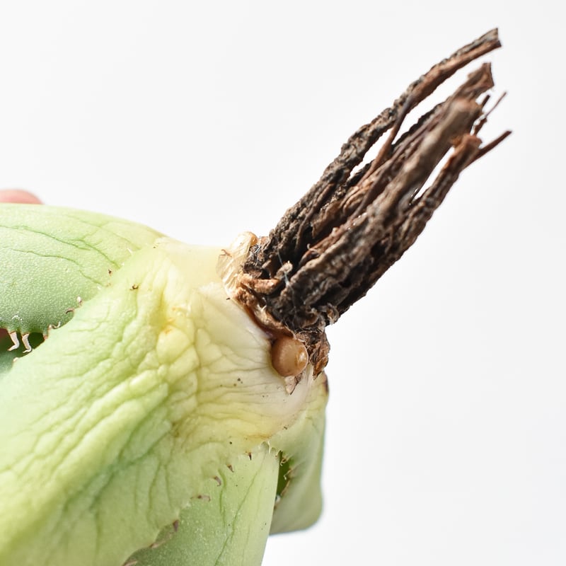 アガベ Dennis hybrid 甲妖x鬼爪（isthmnensis x utahensis