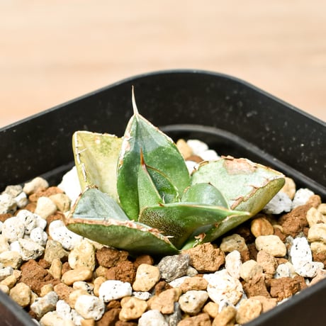 アガベ貔貅 | STORES