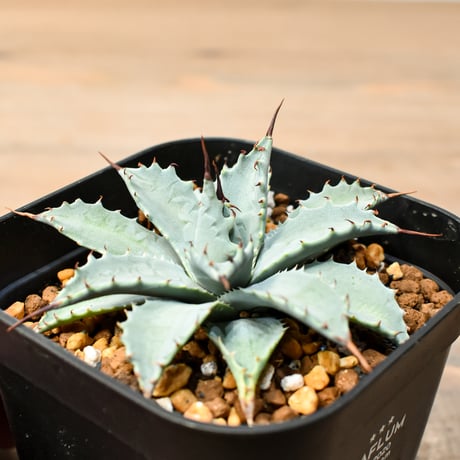 アガベ ハイブリット 日系イシスメンシス×象牙妖炎（陽炎エボリ）【台湾botanical_seeker産】RF25011378