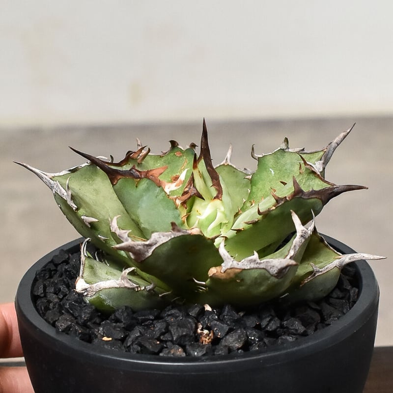 アガベ　チタノタ　ブツブツ　クランキー surf006🔥 #surf006 #ブツブツ #キモノタ #デブ専 #AGAVE #アガベ