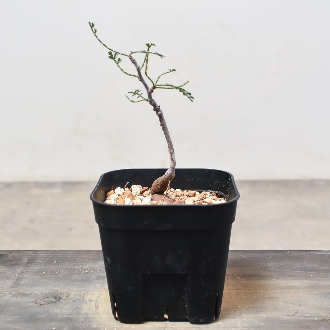 オペルクリカリア ヒファエノイデス （実生株）RF230373 | RAFLUM