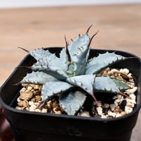 パキポディウム グラキリス 