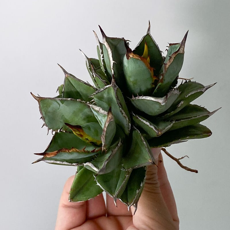 アガベ チタノタ レジェンド子株（ダブルヘッド） アガベ チタノタ