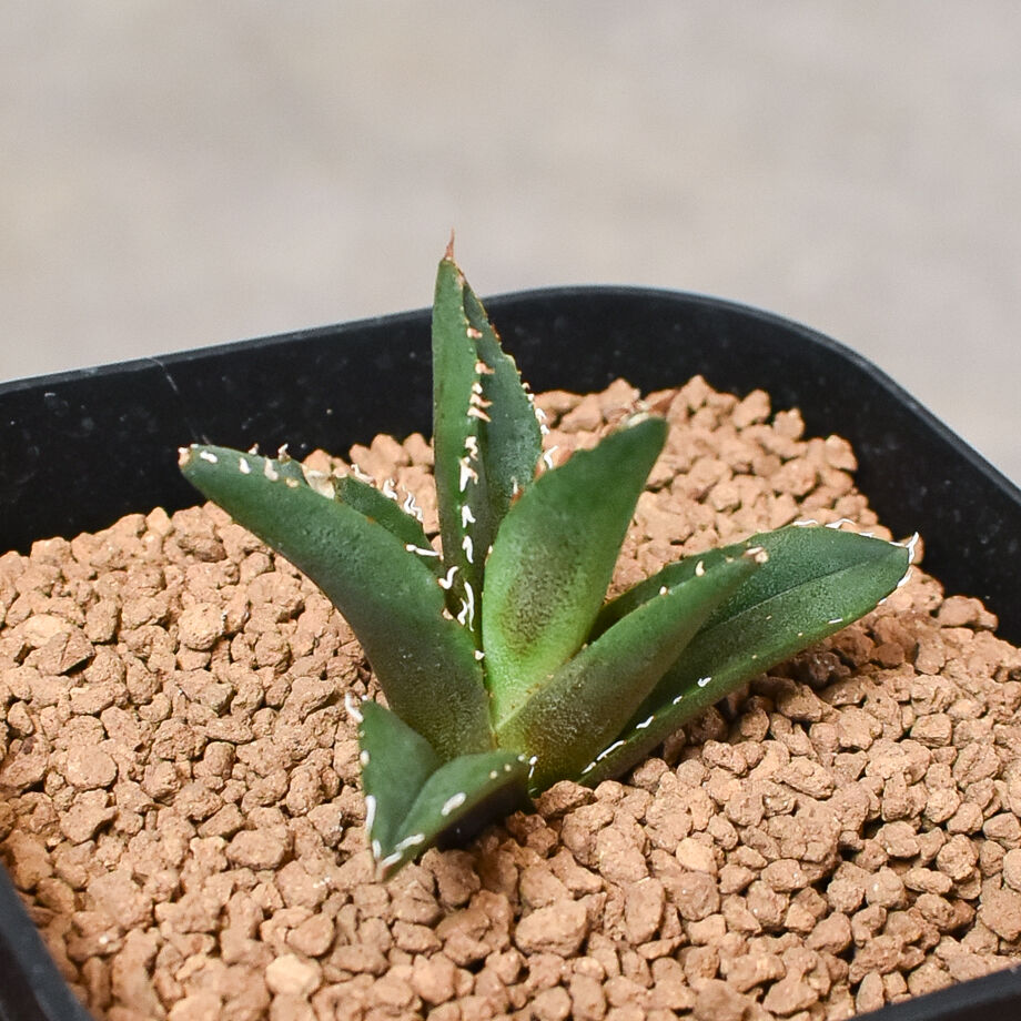 アガベチタノタ台湾産ホワイトファイヤー子株