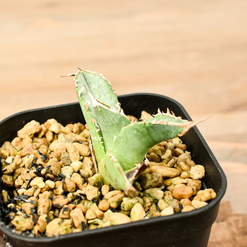 アガベ チタノタ 